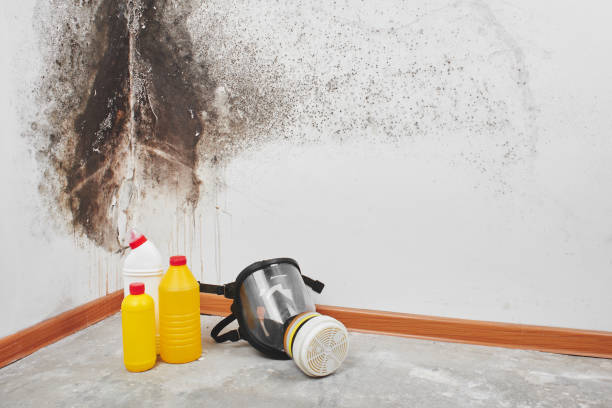 Best Home Mold Removal  in Deerwood, TX