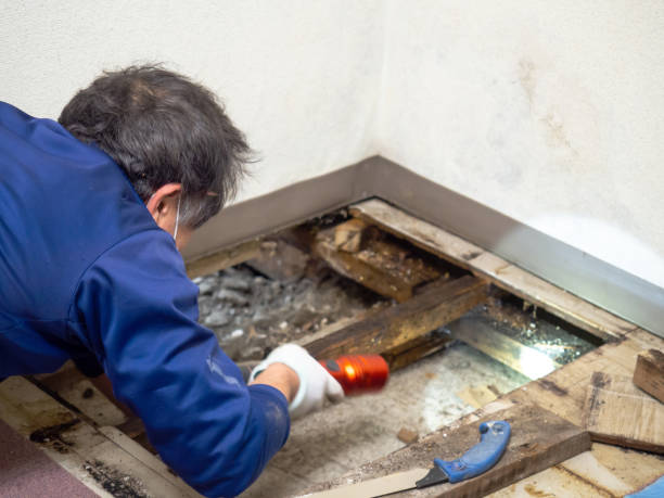 Best Fast Mold Removal  in Deerwood, TX