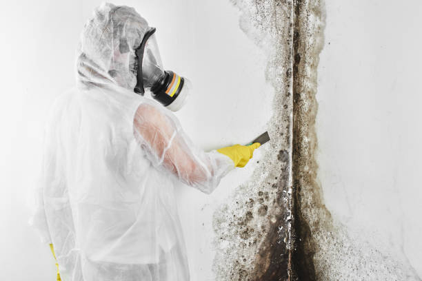 Trusted Deerwood, TX Mold Removal Experts