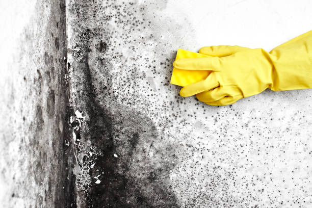 Best Fast Mold Removal  in Deerwood, TX