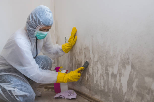 Best Commercial Mold Removal  in Deerwood, TX
