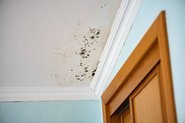 Best Professional Mold Removal  in Deerwood, TX