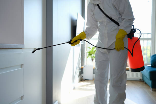 Best Local Mold Removal Service  in Deerwood, TX