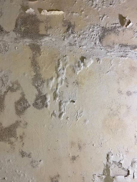 Best Mold Damage Repair  in Deerwood, TX