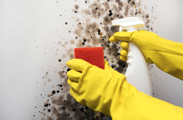 Best Attic Mold Removal  in Deerwood, TX
