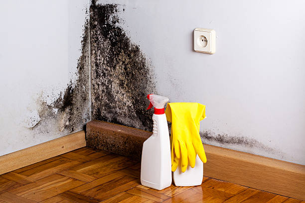 Best Mold Removal Company Near Me  in Deerwood, TX
