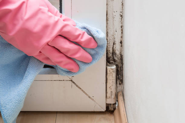 Best Same-Day Mold Removal  in Deerwood, TX